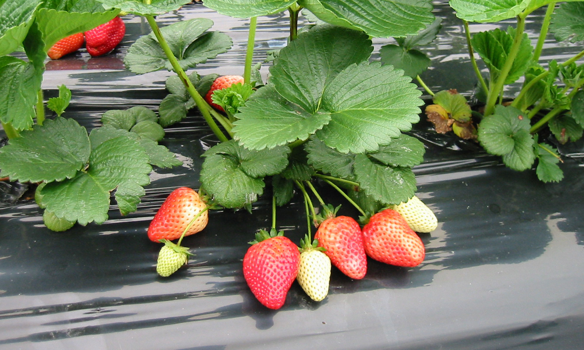 victorian strawberries
